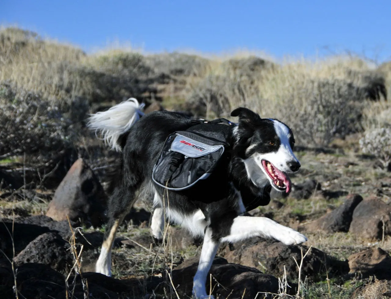 EzyDog Summit Backpack