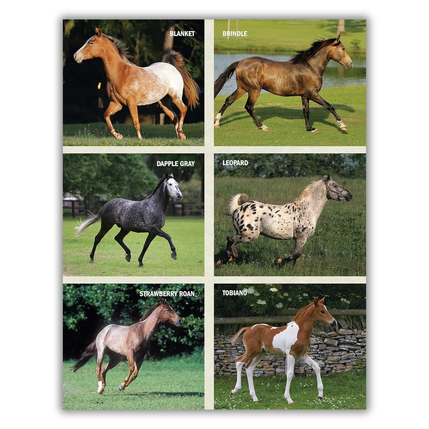 The Original Horse Bible, 2nd Edition: The Definitive Source for All Things Horse (CompanionHouse Books) 210 Breed Profiles, Training Tips, Riding Insights, Competitive Activities, Grooming and Health (Spiral Bound)