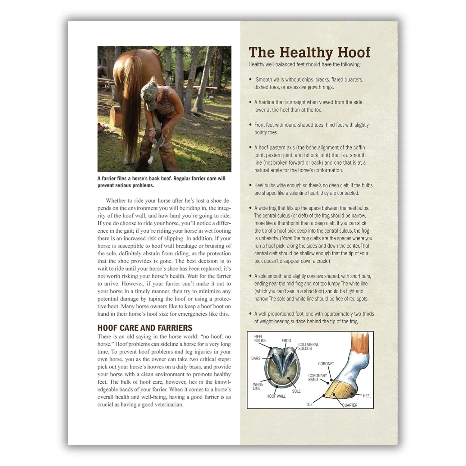 The Original Horse Bible, 2nd Edition: The Definitive Source for All Things Horse (CompanionHouse Books) 210 Breed Profiles, Training Tips, Riding Insights, Competitive Activities, Grooming and Health (Spiral Bound)